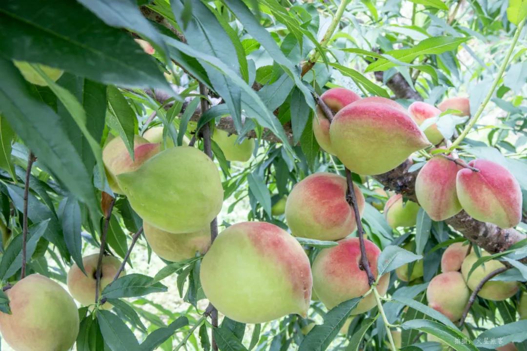 亲农好物｜翁源鹰嘴桃，好吃“桃”不掉！