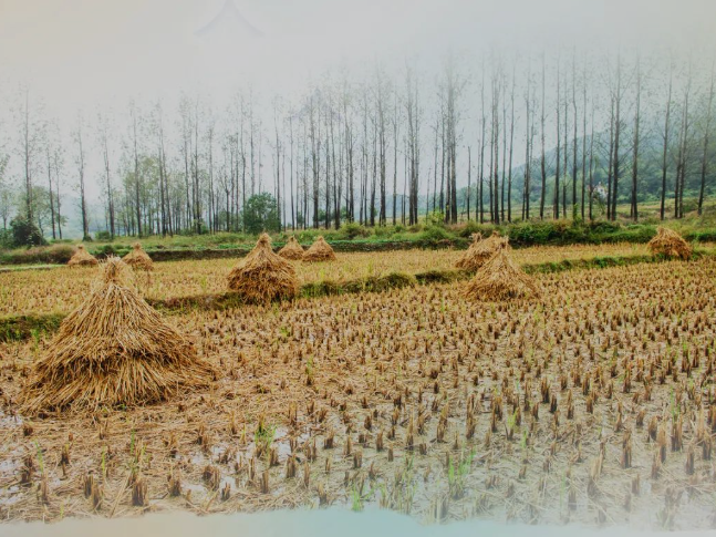 肥土不废，，沃土“搬家”